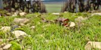 herbe dans vigne